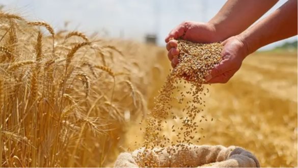 زيادة سعر توريد القمح إلى 2500 جنيه للإردب