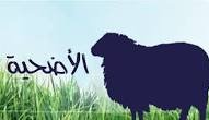 أسعار الأضاحي والخراف في مصر قبل عيد الأضحى 2026.. دليل المحافظات