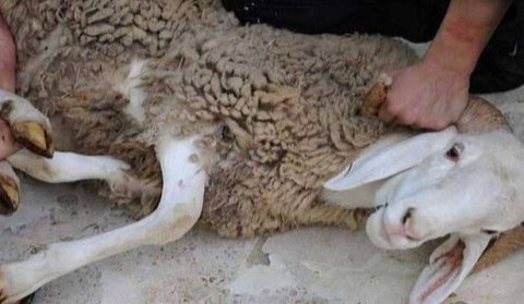 حبس وغرامة وغلق محال.. الدولة تحسم فوضى ذبح الأضاحي في الشوارع