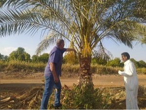 زراعة الإسماعيلية تكثف جولاتها لمتابعة المحاصيل الميدانية