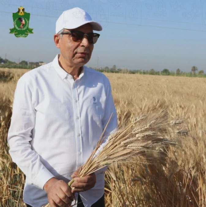 محافظ المنيا: توريد نحو 525 ألف طن من القمح المحلي منذ بدء موسم الحصاد 2026