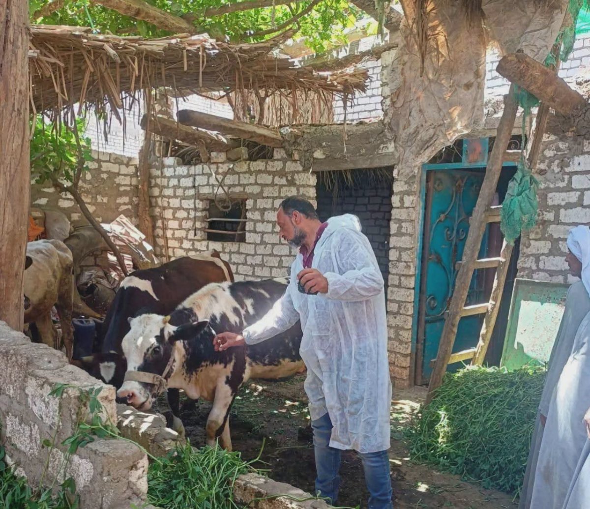 محافظ المنيا يُعلن تحصين 175 ألف رأس ماشية ضد الحمى القلاعية والوادي المتصدع