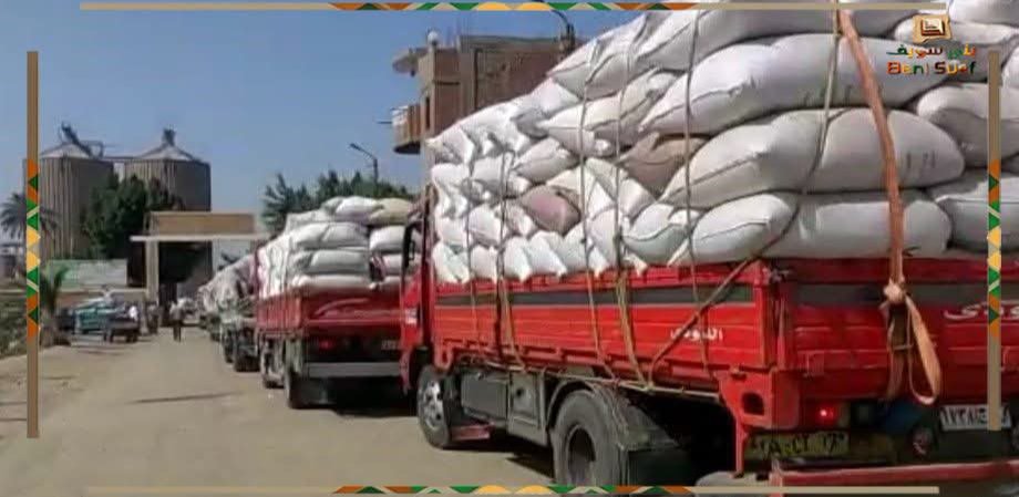 محصول الخير ببني سويف.. توريد 344.7 ألف طن قمح منذ انطلاق الموسم