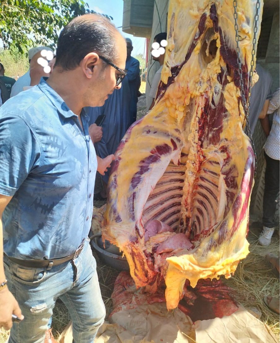 محافظ كفرالشيخ: ضبط 570 كيلوجرامًا من اللحوم غير الصالحة للاستهلاك الآدمي بمطوبس