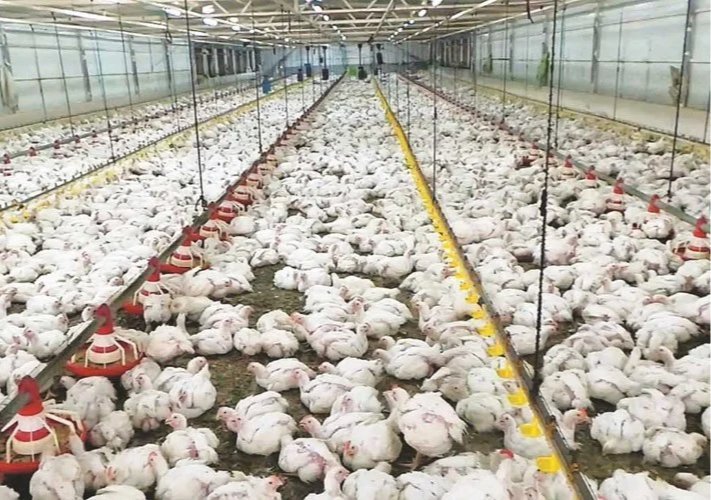 بورصة الدواجن اليوم الاثنين 26 أكتوبر 2026.. أسعار الفراخ البيضاء تصل إلى 95 جنيهًا والبط بـ140 جنيهًا