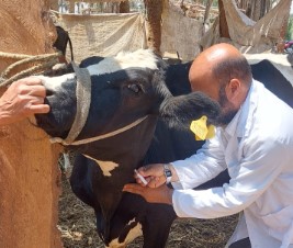 مديرية الطب البيطري بالفيوم تنفذ حملات تحصين واسعة وتضبط لحوم فاسدة