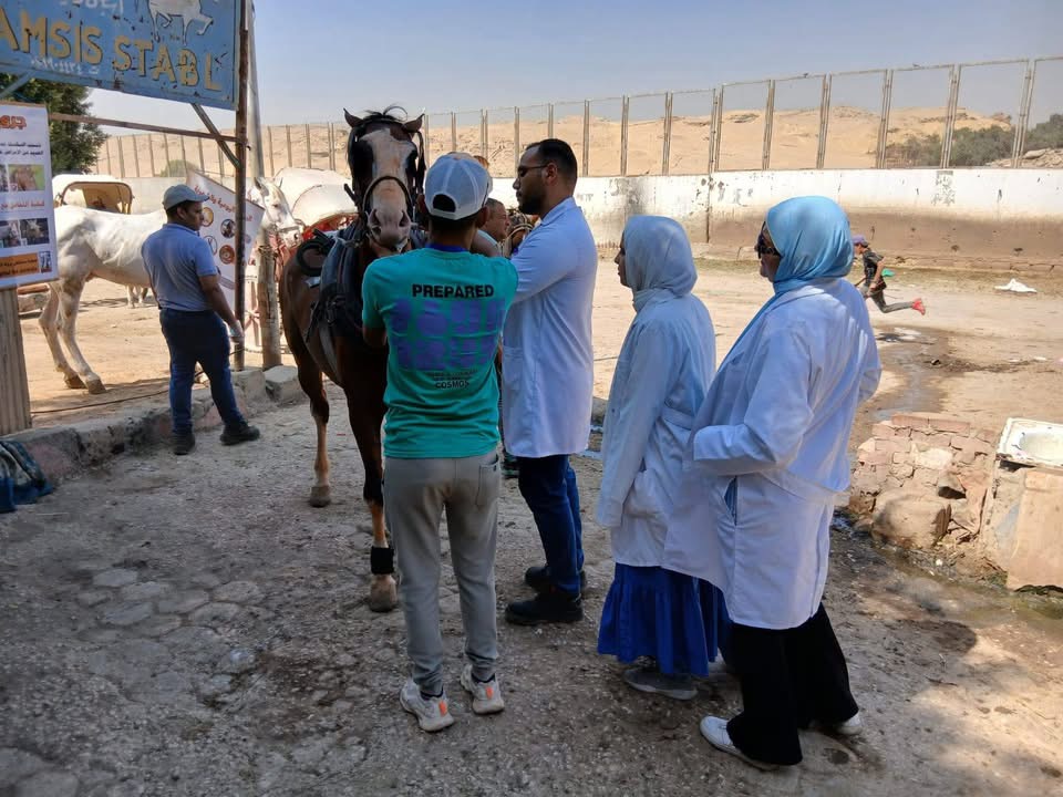 محافظة الجيزة: تنظم قافلة بيطرية لعلاج وتحصين الدواب بالمنطقة الأثرية لأهرامات الجيزة