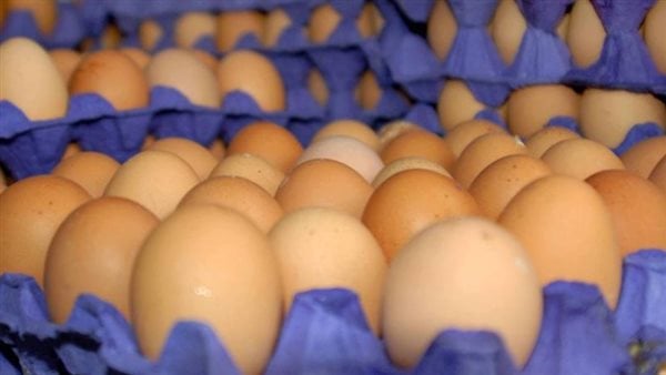 انخفاض تاريخي في أسعار الدواجن والبيض.. والزراعة تكشف السر