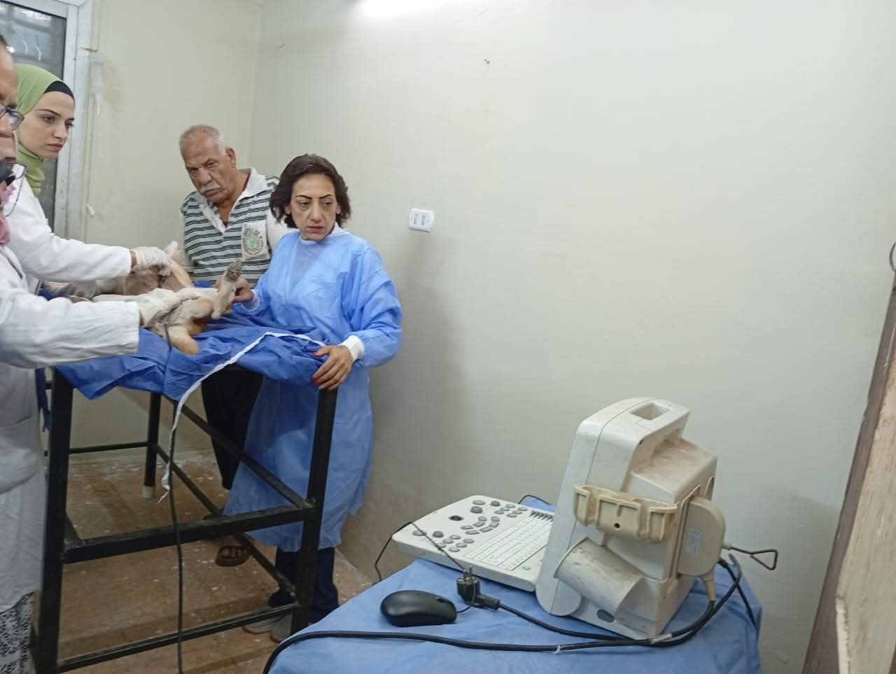 الجيزة تبدأ خطة ميدانية لتطعيم وتعقيم الكلاب بالشراكة مع جامعة القاهرة